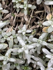 Cerastium tomentosum