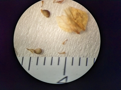 Potentilla pensylvanica