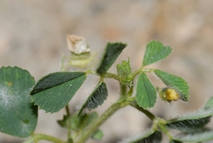 Medicago rigidula