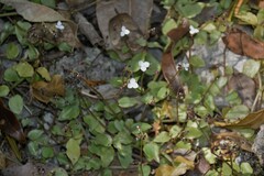 Callisia cordifolia