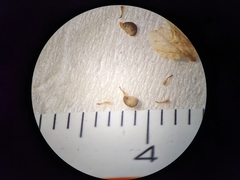 Potentilla pensylvanica