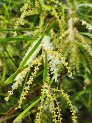 Acacia longissima