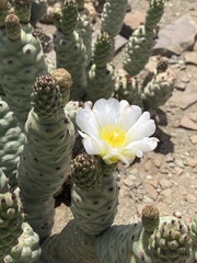 Tephrocactus articulatus