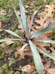 Yucca pallida