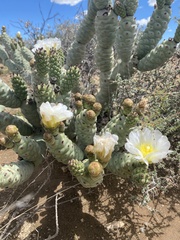 Tephrocactus articulatus