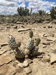 Tephrocactus articulatus