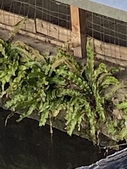 Asplenium scolopendrium