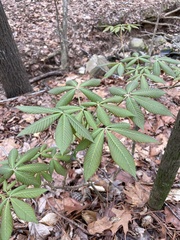 Aesculus sylvatica