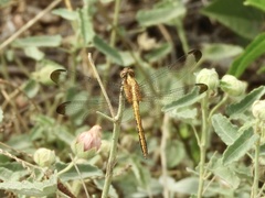 Erythrodiplax atroterminata