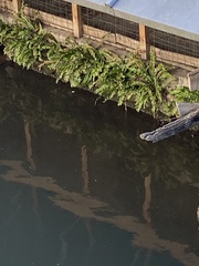 Asplenium scolopendrium