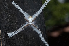 Argiope submaronica