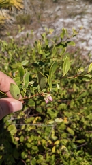 Lyonia lucida