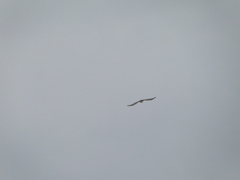 Accipiter nisus
