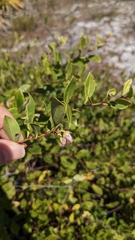 Lyonia lucida