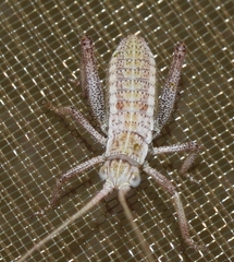 Odonturella