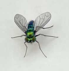 Condylostylus longicornis