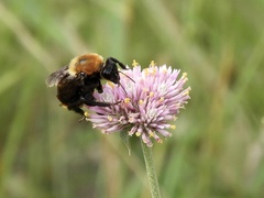 Bombus bellicosus