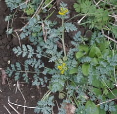 Corydalis aurea