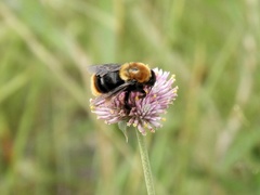 Bombus bellicosus