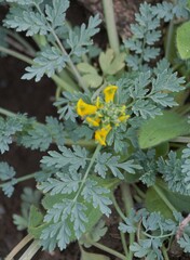 Corydalis aurea