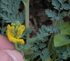 Corydalis aurea