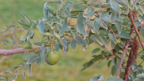Large-flowered bush-cherry (Maerua kirkii)