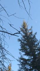 Plectrophenax nivalis