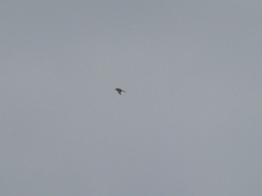 Accipiter nisus
