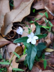 Pseuderanthemum variabile