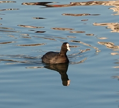 Fulica atra
