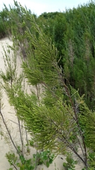 Passerina rigida