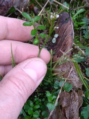 Cardamine pensylvanica
