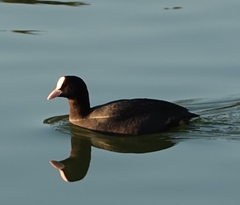 Fulica atra