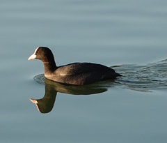 Fulica atra