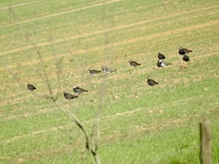 Vanellus vanellus