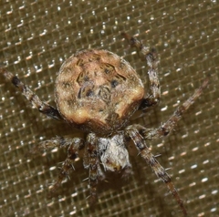 Neoscona subfusca