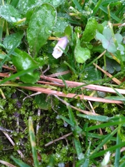 Mazus pumilus