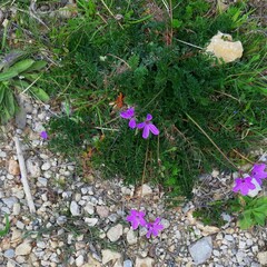 Erodium acaule