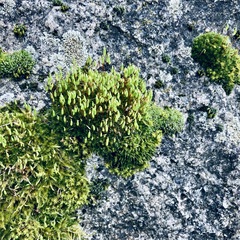 Ptychostomum capillare