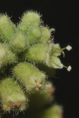 Salpianthus purpurascens