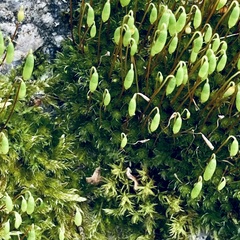 Ptychostomum capillare