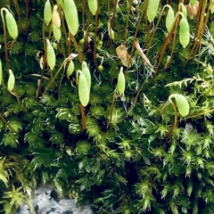 Ptychostomum capillare