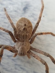 Palystes superciliosus