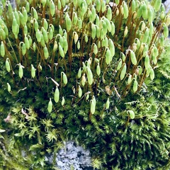 Ptychostomum capillare