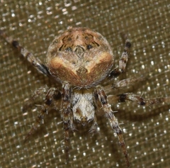 Neoscona subfusca