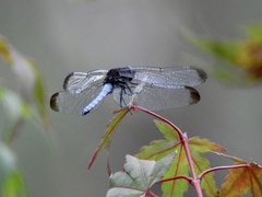 Erythrodiplax atroterminata