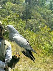 Geranoaetus melanoleucus