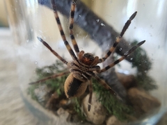 Palystes superciliosus