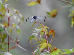 Erythrodiplax atroterminata