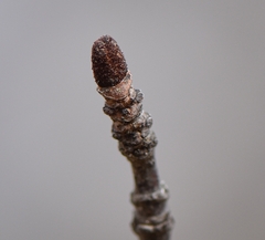 Viburnum rufidulum